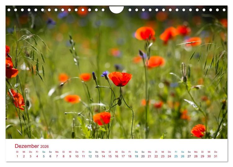 Produktbild: Mohnblumen (Wandkalender 2026 DIN A4 quer), CALVENDO Monatskalender