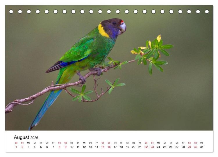 Produktbild: Australische Papageien (Tischkalender 2026 DIN A5 quer), CALVENDO Monatskalender