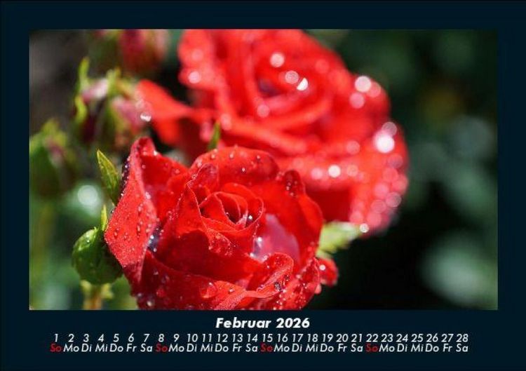 Produktbild: Rosen-Kalender 2026 Fotokalender DIN A5