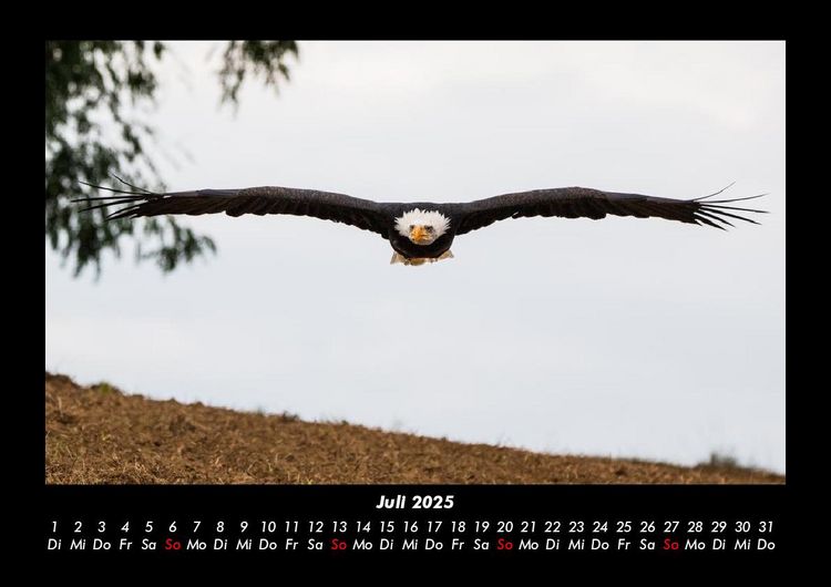 Produktbild: Adler 2025 Fotokalender DIN A3