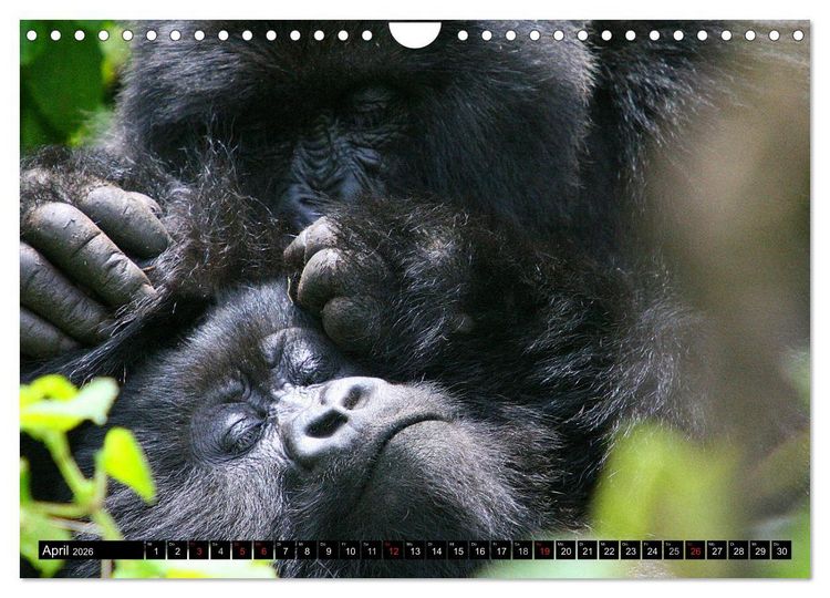 Produktbild: Berggorillas - die sanften Riesen (Wandkalender 2026 DIN A4 quer), CALVENDO Monatskalender