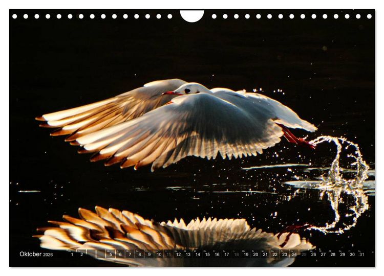 Produktbild: V&Ouml;GEL (Wandkalender 2026 DIN A4 quer), CALVENDO Monatskalender