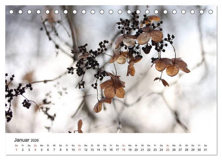 Produktbild: Hortensien Bl&uuml;hen und Vergehen (Tischkalender 2026 DIN A5 quer), CALVENDO Monatskalender
