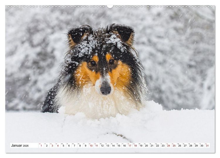 Produktbild: Collies - Eine Liebe f&uuml;r immer und ewig (hochwertiger Premium Wandkalender 2026 DIN A2 quer), Kunstdruck in Hochglanz