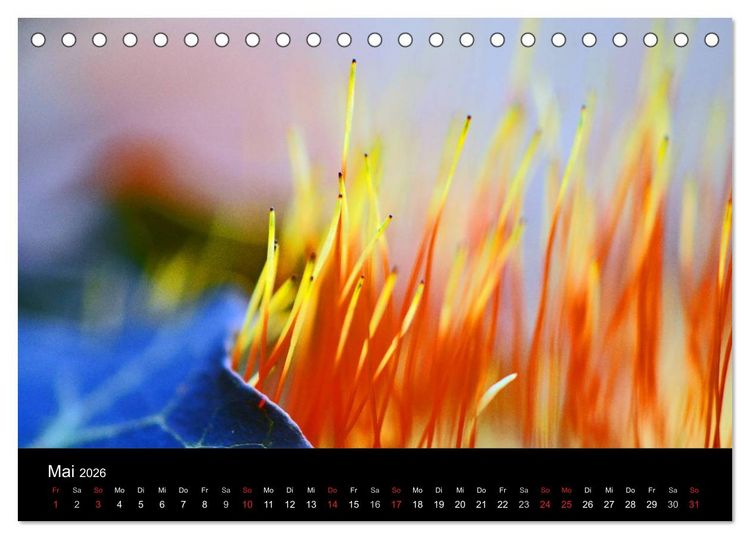 Produktbild: Magischer Wald (Tischkalender 2026 DIN A5 quer), CALVENDO Monatskalender