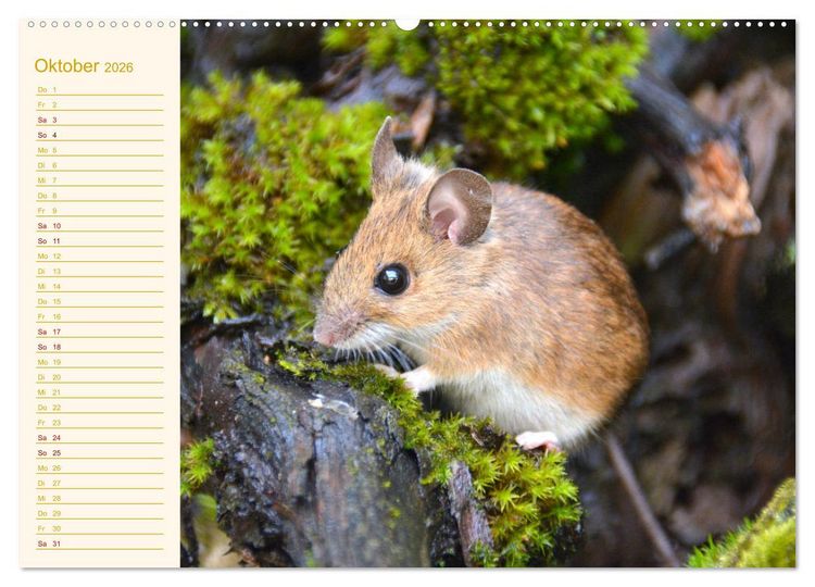 Produktbild: Gr&uuml;sse von der Maus! (Wandkalender 2026 DIN A2 quer), CALVENDO Monatskalender