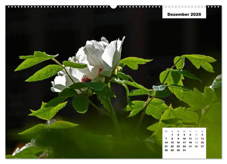 Produktbild: Zauber der P&auml;onien-Bl&uuml;te (hochwertiger Premium Wandkalender 2026 DIN A2 quer), Kunstdruck in Hochglanz
