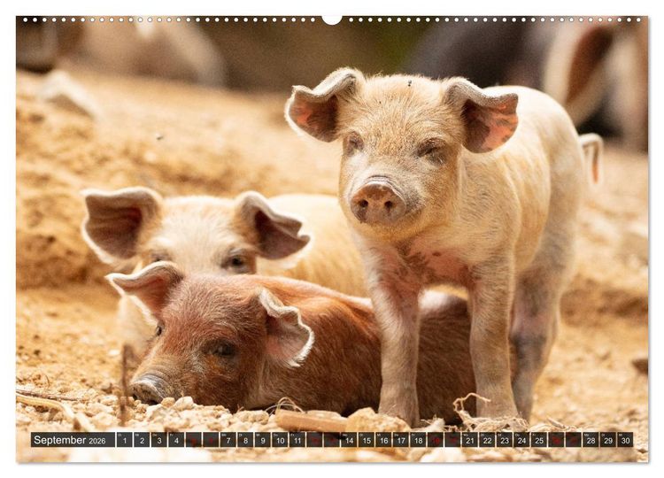 Produktbild: Korsika - s&uuml;&szlig;e, wilde Schweinchen (Wandkalender 2026 DIN A2 quer), CALVENDO Monatskalender