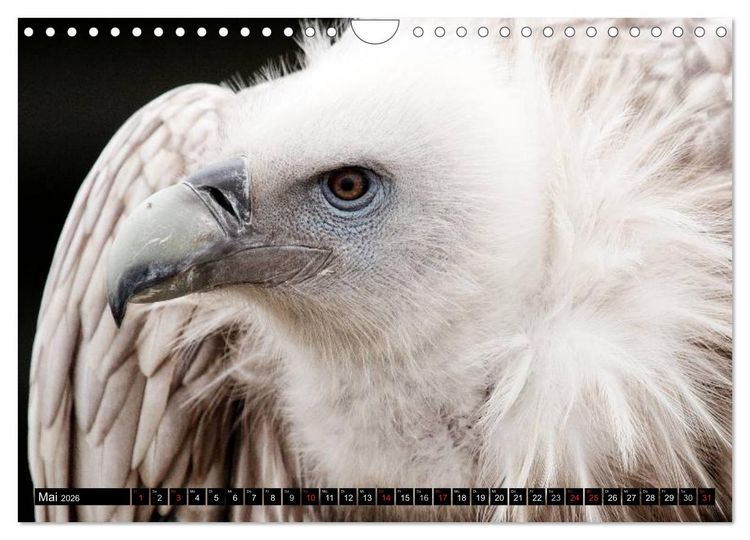 Produktbild: Greifv&ouml;gel (Wandkalender 2026 DIN A4 quer), CALVENDO Monatskalender