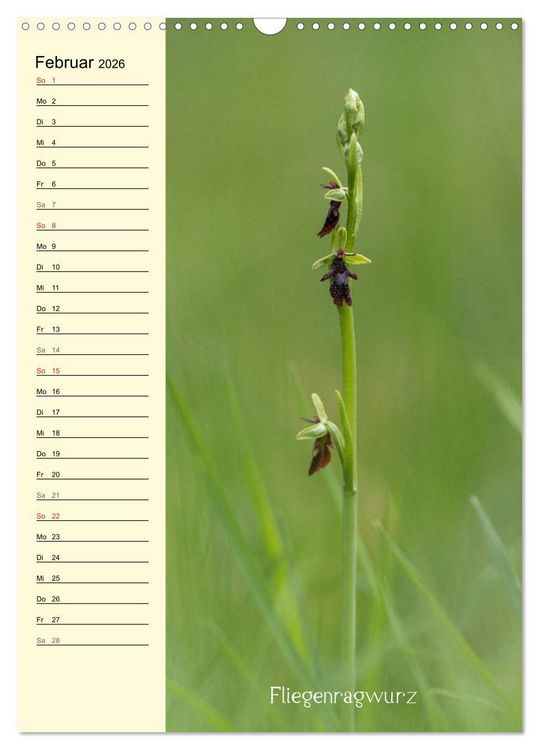 Produktbild: Wildwachsende Orchideen in Bayern (Wandkalender 2026 DIN A3 hoch), CALVENDO Monatskalender