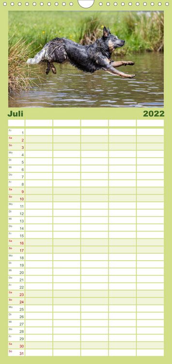 Produktbild: Spaziergang am See Australian Cattle Dogs - Familienplaner hoch (Wandkalender 2022 , 21 cm x 45 cm, hoch)