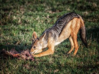 Produktbild: CALVENDO Puzzle Mittagessen Schakal | 1000 Teile Lege-Gr&ouml;&szlig;e 64x48cm Foto-Puzzle f&uuml;r gl&uuml;ckliche Stunden