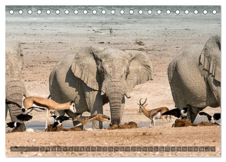 Produktbild: ETOSHA &ndash; Namibia Highlights (Tischkalender 2026 DIN A5 quer), CALVENDO Monatskalender