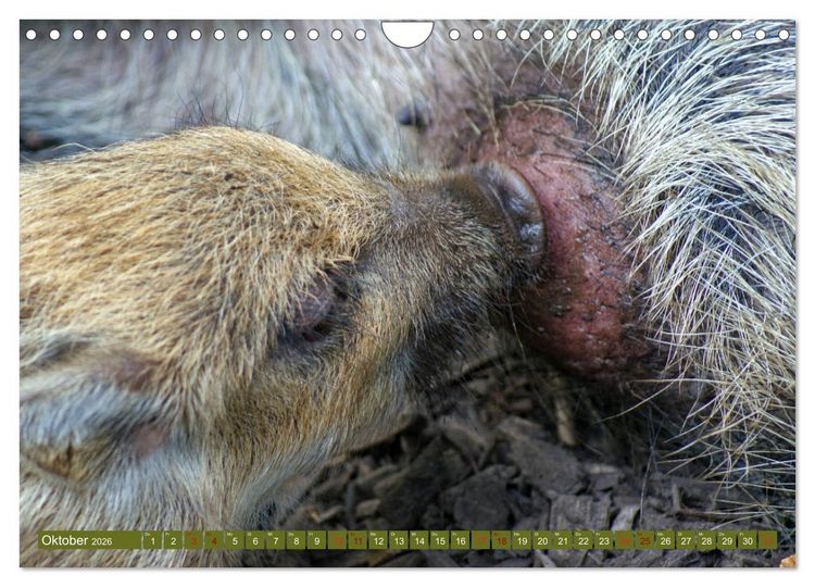 Produktbild: Wildschweins Kinderstube - Freche Frischlinge (Wandkalender 2026 DIN A4 quer), CALVENDO Monatskalender
