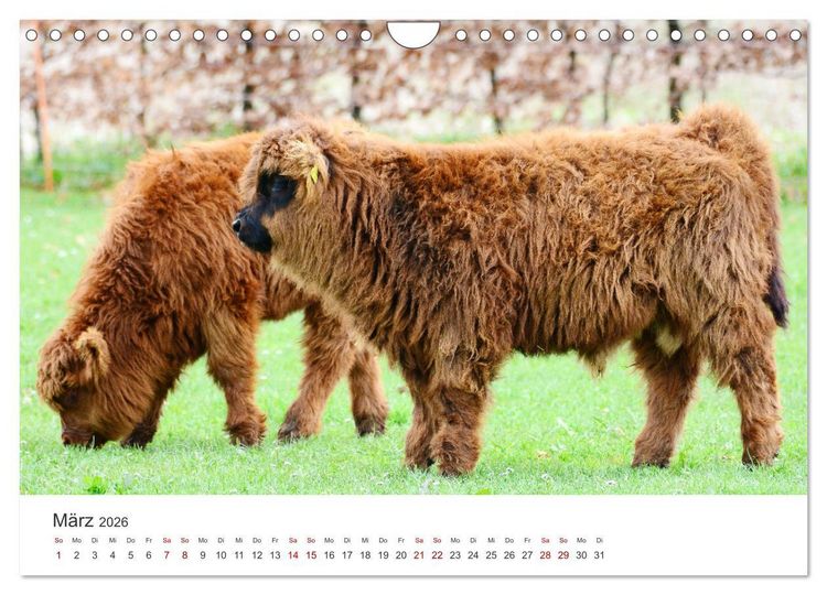 Produktbild: K&auml;lber - Kleine Herzensbrecher auf den Wiesen (Wandkalender 2026 DIN A4 quer), CALVENDO Monatskalender