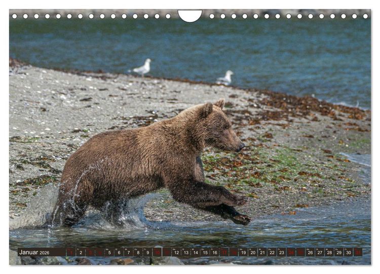 Produktbild: Grizzlyb&auml;ren im Katmai Nationalpark Alaska (Wandkalender 2026 DIN A4 quer), CALVENDO Monatskalender