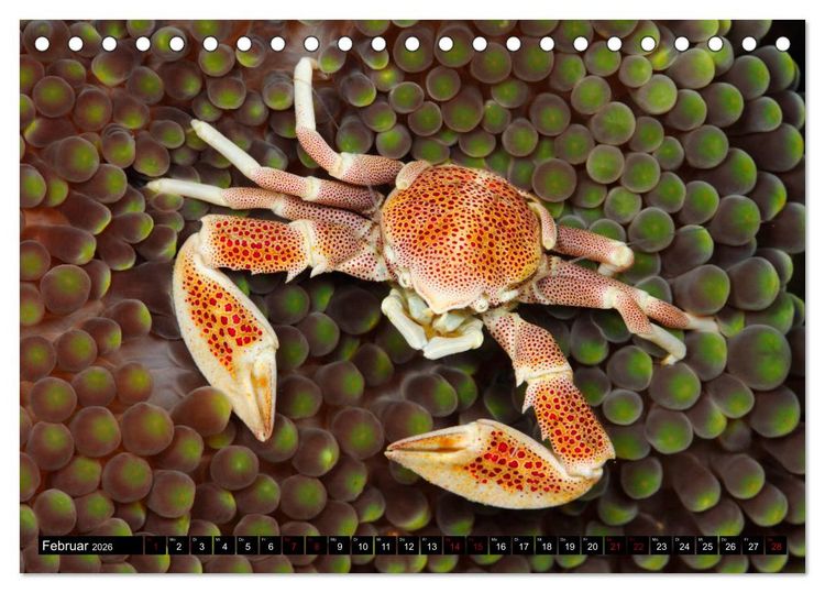 Produktbild: Raja Ampat - Faszinierende Unterwasserwelt (Tischkalender 2026 DIN A5 quer), CALVENDO Monatskalender