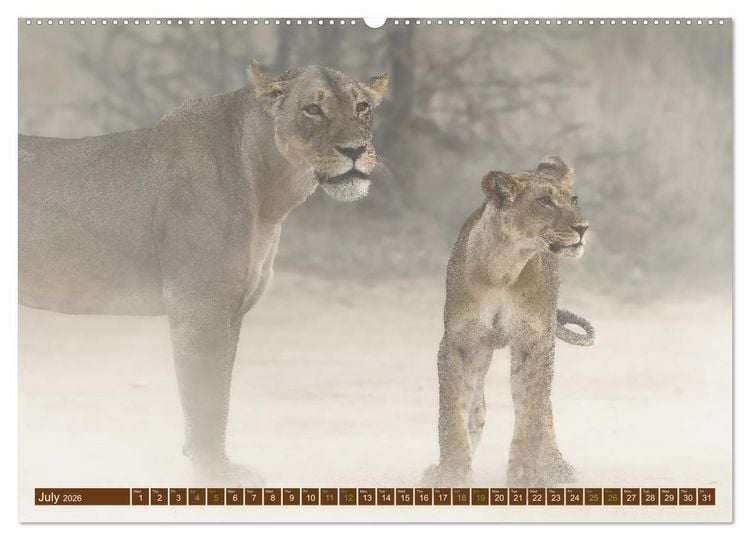 Produktbild: Lions of Southern Africa (High Quality Premium Wall Calendar 2026 DIN A2 landscape),CALVENDO 12 Month Wall Calendar