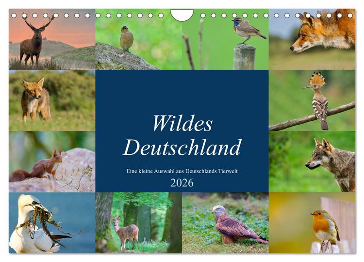 Produktbild: Wildes Deutschland (Wandkalender 2026 DIN A4 quer), CALVENDO Monatskalender