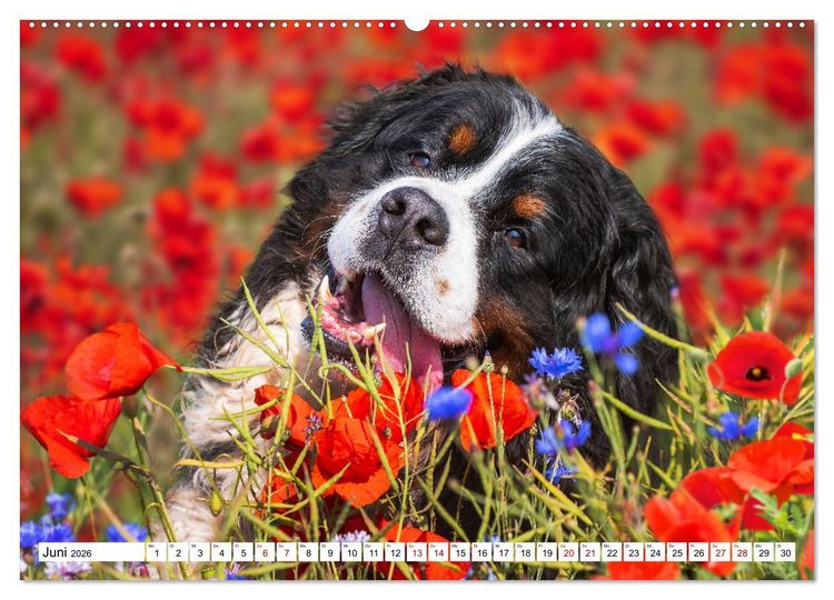 Produktbild: Berner Sennenhund - Eine Liebe f&uuml;r&acute;s Leben (hochwertiger Premium Wandkalender 2026 DIN A2 quer), Kunstdruck in Hochglanz