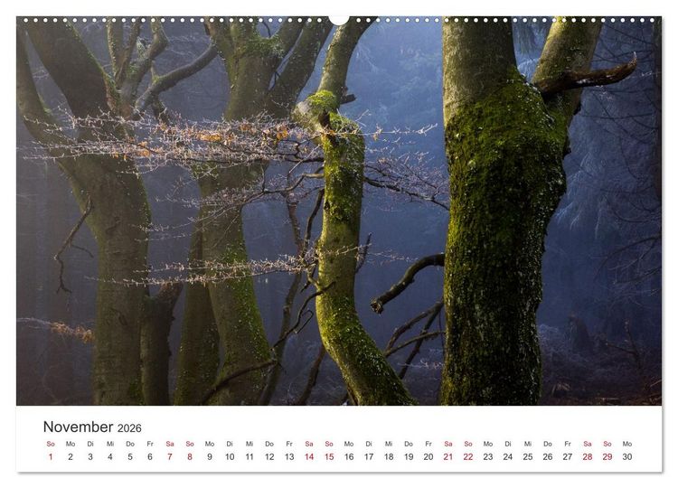 Produktbild: Im Deutschen Wald (Wandkalender 2026 DIN A2 quer), CALVENDO Monatskalender