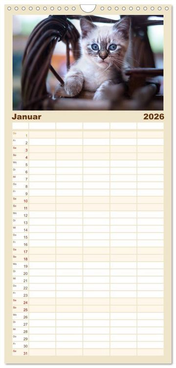 Produktbild: Familienplaner 2026 - Katzenbabys beobachtet mit 5 Spalten (Wandkalender, 21 x 45 cm) CALVENDO
