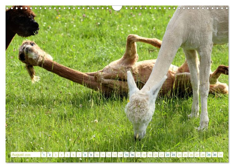 Produktbild: Unvergessliche Begegnungen mit Alpakas (Wandkalender 2026 DIN A3 quer), CALVENDO Monatskalender