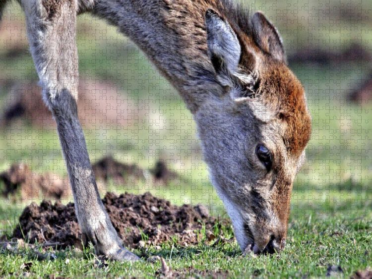 Produktbild: CALVENDO Puzzle Der Sikahirsch - Der kleine Asiat in unseren W&auml;ldern | 1000 Teile Lege-Gr&ouml;&szlig;e 64x48cm Foto-Puzzle f&uuml;r gl&uuml;ckliche Stunden