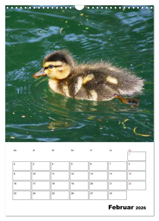 Produktbild: Liebenswerte Enten (Wandkalender 2026 DIN A3 hoch), CALVENDO Monatskalender
