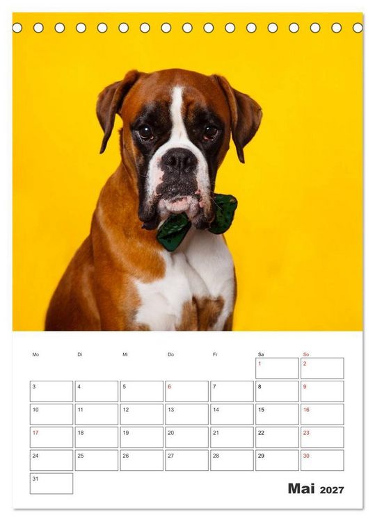 Produktbild: colorful world of boxer 2027 (Tischkalender 2027 DIN A5 hoch), CALVENDO Monatskalender