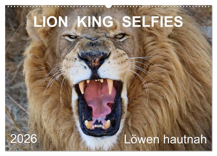 Produktbild: LION KING SELFIES L&ouml;wen hautnah (Wandkalender 2026 DIN A2 quer), CALVENDO Monatskalender