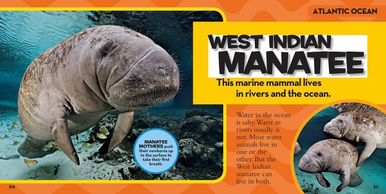 Produktbild: National Geographic Little Kids First Big Book of the Ocean