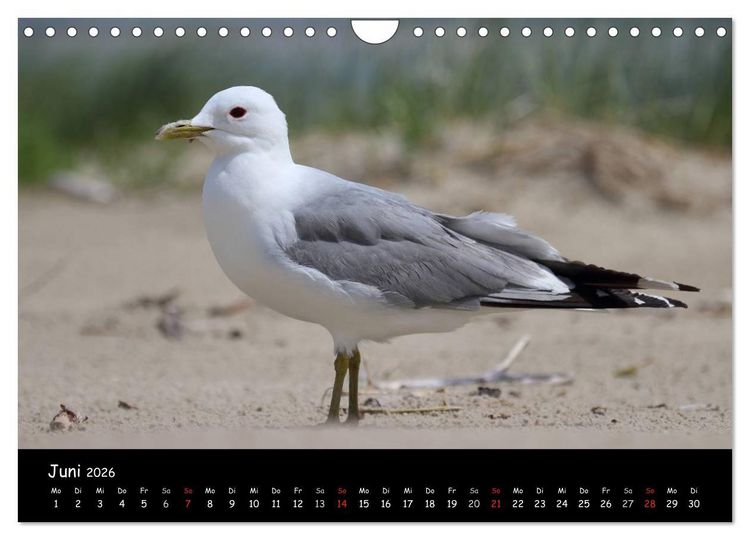 Produktbild: V&ouml;gel der Nordseek&uuml;ste (Wandkalender 2026 DIN A4 quer), CALVENDO Monatskalender