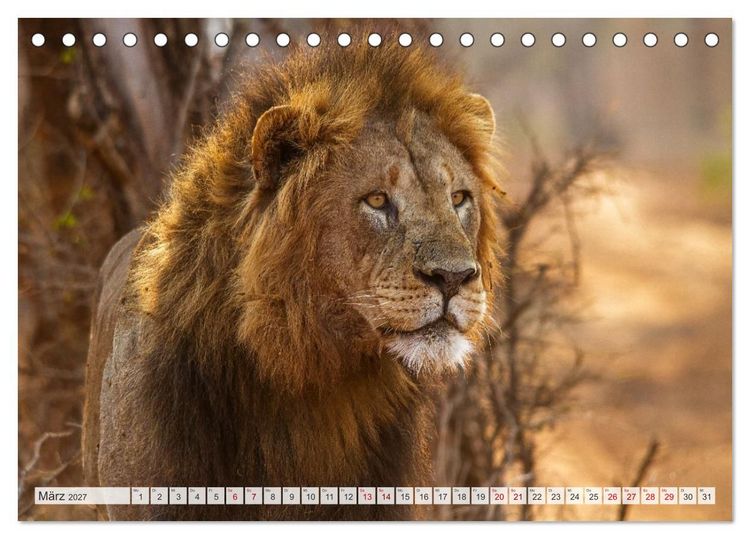 Produktbild: Afrikas Tierwelt - L&ouml;wen (Tischkalender 2027 DIN A5 quer), CALVENDO Monatskalender