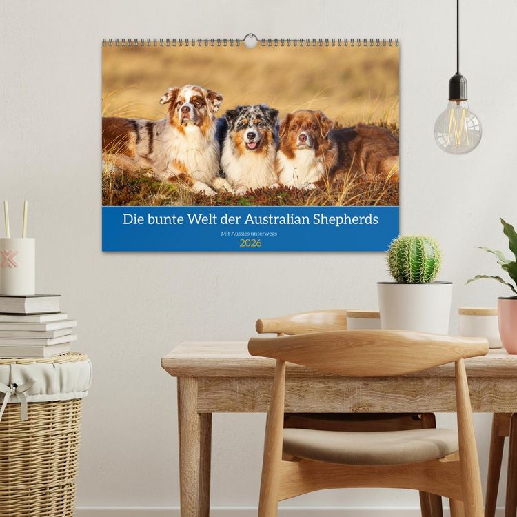 Produktbild: Mit Aussies unterwegs - Die bunte Welt der Australian Shepherds (Wandkalender 2026 DIN A3 quer), CALVENDO Monatskalender