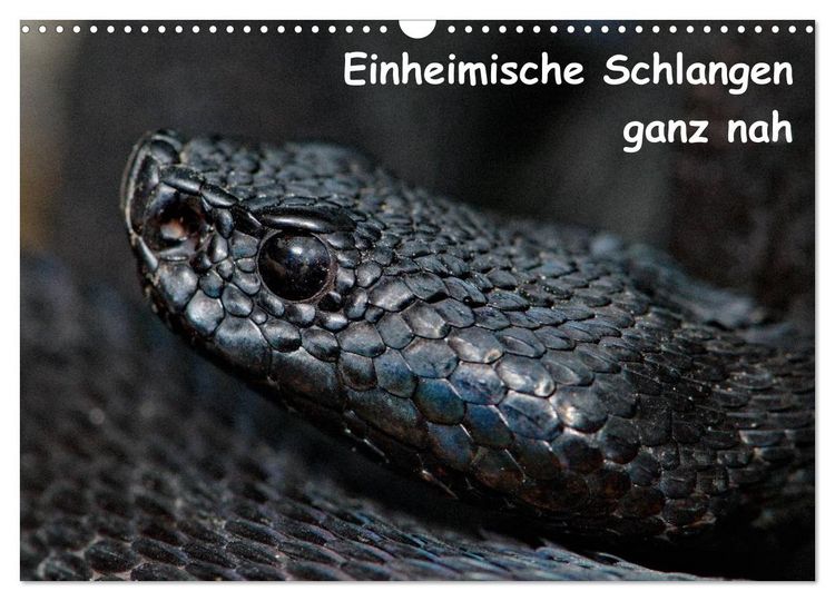 Produktbild: Einheimische Schlangen ganz nah (Wandkalender 2026 DIN A3 quer), CALVENDO Monatskalender