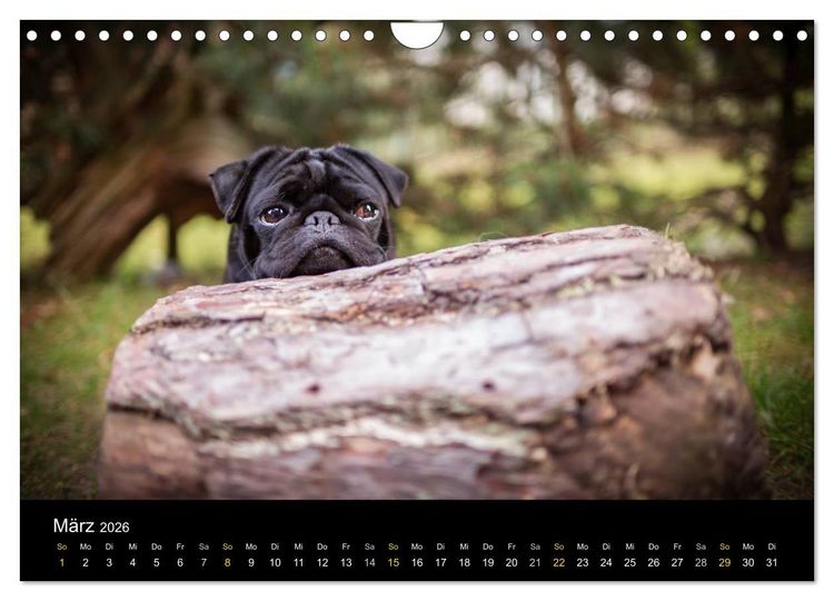Produktbild: Diesel, der schwarze Mops (Wandkalender 2026 DIN A4 quer), CALVENDO Monatskalender