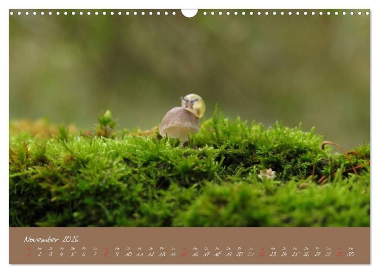 Produktbild: Schneckchen (Wandkalender 2026 DIN A3 quer), CALVENDO Monatskalender