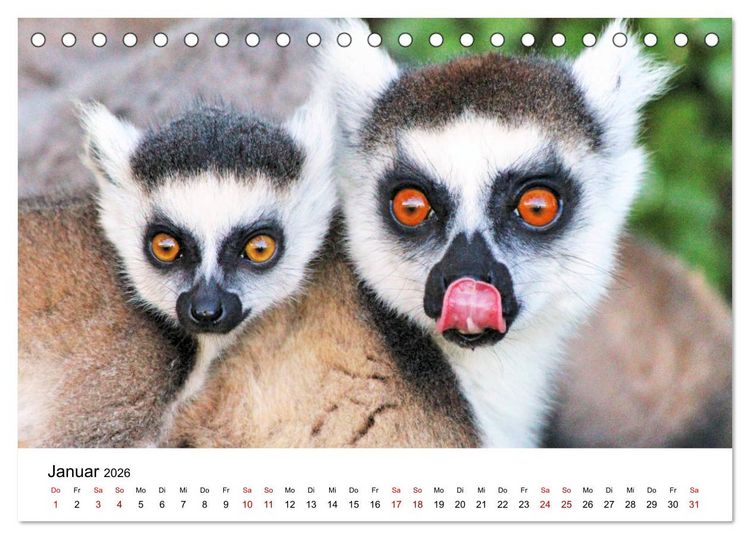 Produktbild: Tiere Madagaskars (Tischkalender 2026 DIN A5 quer), CALVENDO Monatskalender