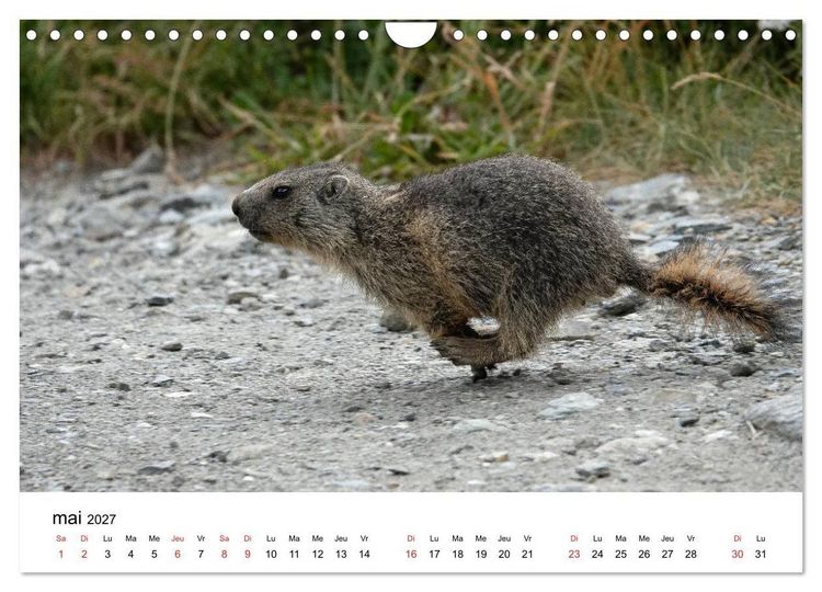 Produktbild: Le monde des marmottes en Haute Maurienne (Calendrier mural 2027 DIN A4 vertical), CALVENDO calendrier mensuel
