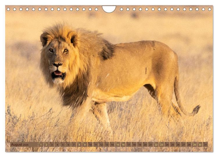 Produktbild: Wildlife Namibia - Etosha und Kalahari (Wandkalender 2026 DIN A4 quer), CALVENDO Monatskalender
