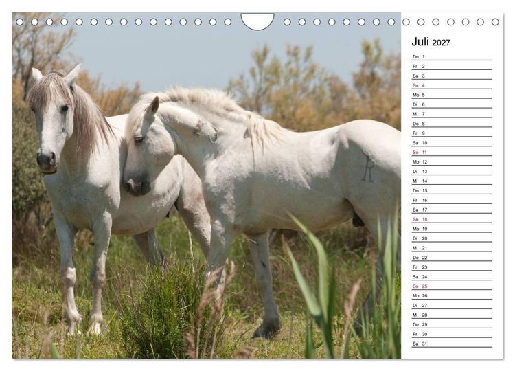 Produktbild: Pferde der Camargue &ndash; Schimmel im Rh&ocirc;nedelta (Wandkalender 2027 DIN A4 quer), CALVENDO Monatskalender