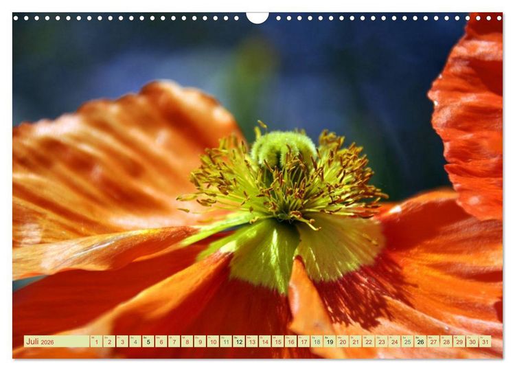Produktbild: MOHNBL&Uuml;TEN (Wandkalender 2026 DIN A3 quer), CALVENDO Monatskalender