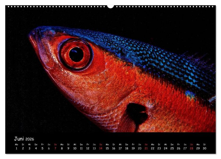 Produktbild: Die Welt unter Wasser (Wandkalender 2026 DIN A2 quer), CALVENDO Monatskalender