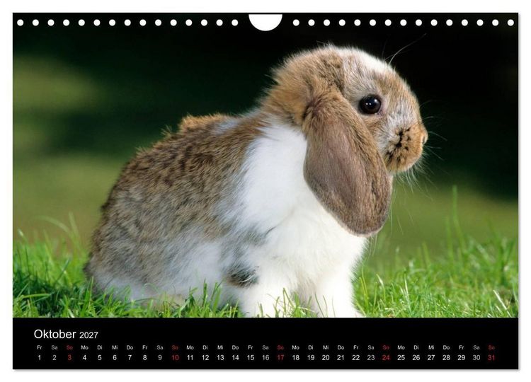 Produktbild: Zwergkaninchen (Wandkalender 2027 DIN A4 quer), CALVENDO Monatskalender