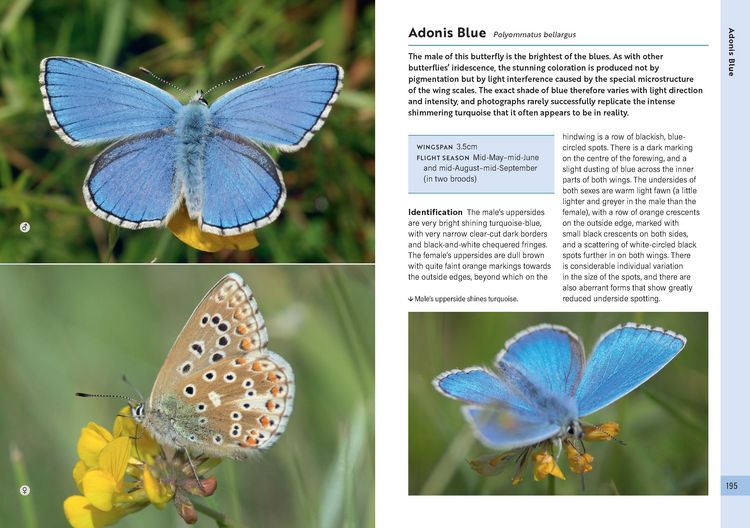 Produktbild: RSPB Butterflies of the British Isles