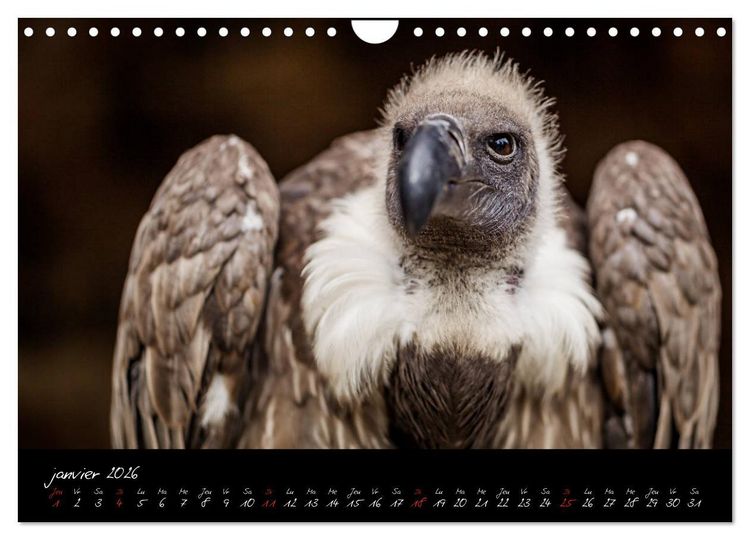 Produktbild: FACES DE RAPACES (Calendrier mural 2026 DIN A4 vertical), CALVENDO calendrier mensuel
