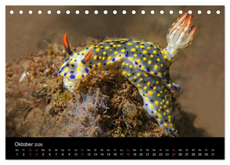 Produktbild: Unterwasserwelt Nacktschnecken (Tischkalender 2026 DIN A5 quer), CALVENDO Monatskalender
