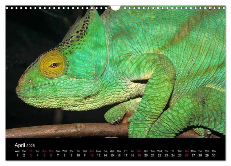 Produktbild: Chameleons Monsters of the African Bush (Wall Calendar 2026 DIN A3 landscape), CALVENDO 12 Month Wall Calendar