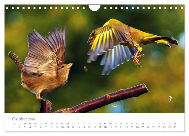 Produktbild: V&ouml;gel in unseren G&auml;rten 2026 (Wandkalender 2026 DIN A4 quer), CALVENDO Monatskalender